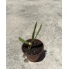 Sugarcane Plant With Pot Sweet Juicy Ready To Plant