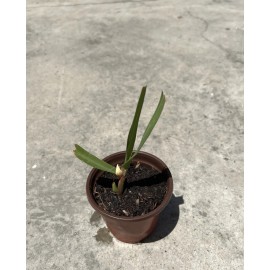 Sugarcane Plant With Pot Sweet Juicy Ready To Plant