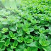 Sens éthéré 10ML & 30ML Peppermint Essential Oil Natural Plant