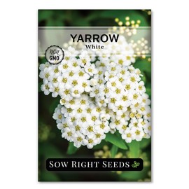 Sow Right Seeds - Common White Yarrow Seeds for Planting - Non-GMO Heirloom Packet with Instructions to Grow an Outdoor Flower Garden - Medicinal Herb & Native Wildflower - Perennial Achillea (1)