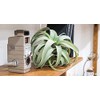 Posh Living Hanging Air Plants S 80915 Green 5.9 x