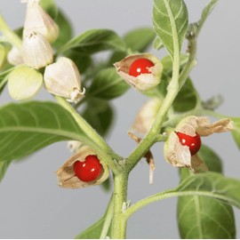 100+ Seed Ashwagandha Seeds for Planting Outdoor -Plant & Grow Heirloom Medicinal Herb Non-GMO in Your Home Garden