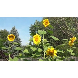 Seeds4planting - Seeds Yellow Mammoth Sunflower Annual Flowers Non GMO for Planting