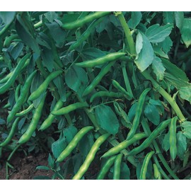 Viridis Hortus - Broad Bean Aquadulce Claudia - 40 Vegetable Seeds - Gardeners' Favourite Flavoursome Beans