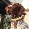 Adjustable Jacquard Webbing in Yellow Daisy Pattern Dog Collar with