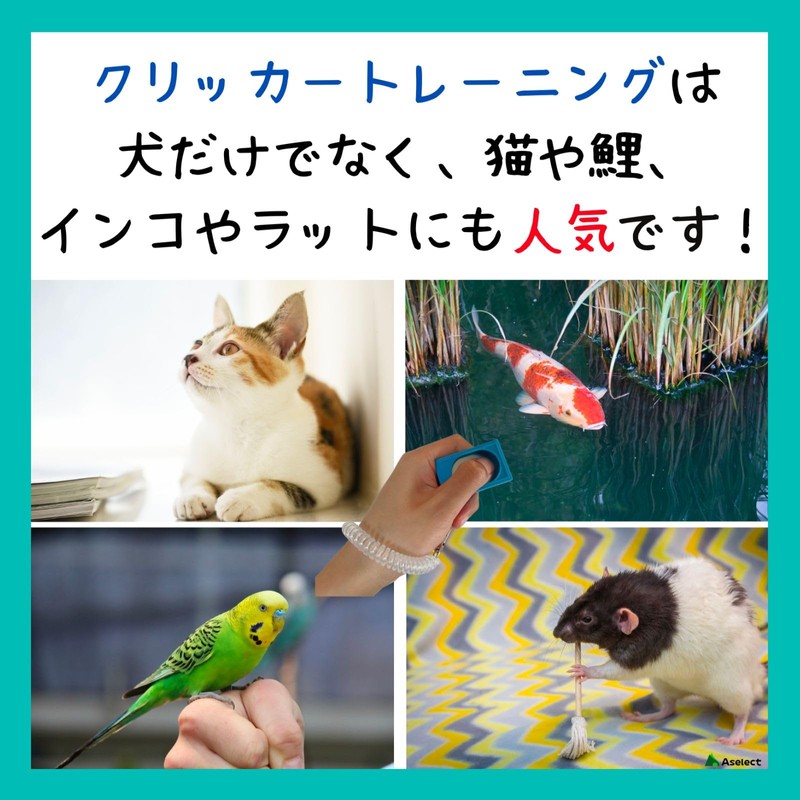 Aselect Clicker Dog Clicker Clicker Dog Clicker Bird Cat Clicker