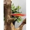 5 Pcs Rizing Rivers Bucktail Flies for River Walleyes -