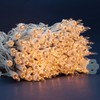 SWEET SHINE Clear Incandescent Christmas Lights, 66 Ft White Wire