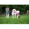 LUCOLOVE LUCOLOVE Dog Cooling Vest - 2-Layer Lightweight Performance -