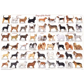 (24x36) Laminated Dogs of the World Educational Animal Chart Poster