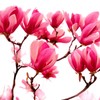 Red Jane Magnolia Live Plant Shrub Bush Tree Seedling Flowering