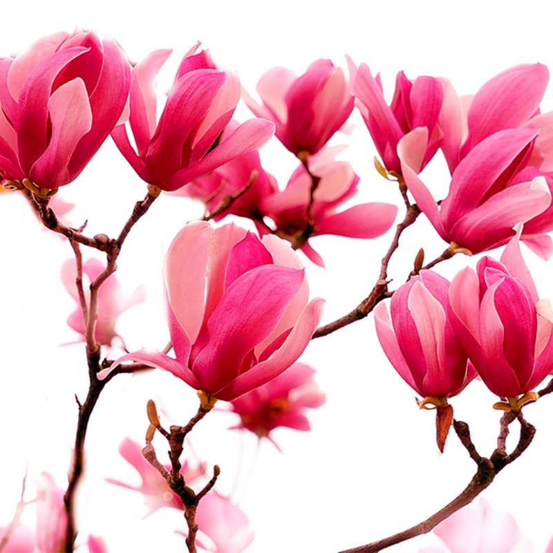 Red Jane Magnolia Live Plant Shrub Bush Tree Seedling Flowering