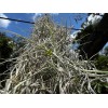 Photon Reef Live Flowering Spanish Moss Hanging on Oak Branch