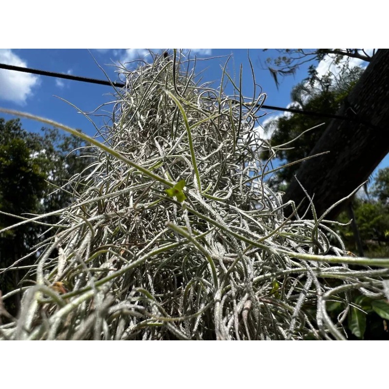 Photon Reef Live Flowering Spanish Moss Hanging on Oak Branch