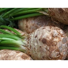 David's Garden Seeds Celeriac Giant Prague 25 Non-GMO, Heirloom Seeds