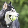 Kong AirDog Squeaker Ball wRope Medium Dog Toy
