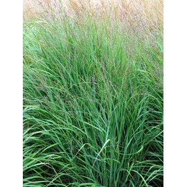 Perennial Farm Marketplace Panicum virgatum (Switchgrass) Ornamental Grass, Size-#1 Container, Bluish-Green Foliage