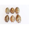 6 Beautiful Arabian Cowrie Shells (Cypraea Arabica) About 2" Beach