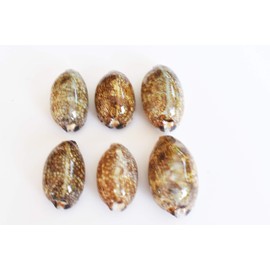 6 Beautiful Arabian Cowrie Shells (Cypraea Arabica) About 2" Beach Crafts Decor