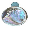 NessaStores 6 Abalone Shells 2.5 to 3.5 Inches | Beautiful