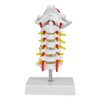 1:1 Human Cervical Vertebra Arteria Spine Spinal Nerves Anatomical Model