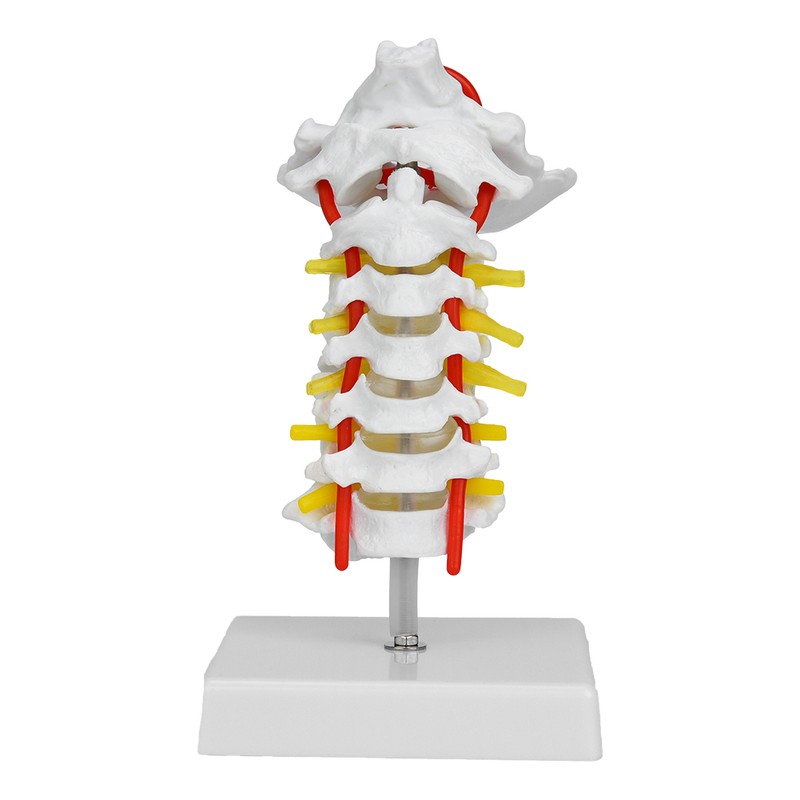 1:1 Human Cervical Vertebra Arteria Spine Spinal Nerves Anatomical Model