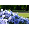 Blue Sweet Pea Seeds Lathyrus Odoratus 10 Seeds for Planting