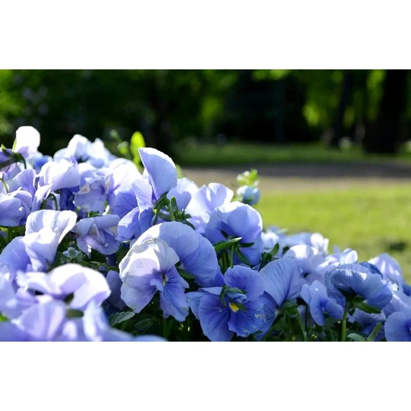 Blue Sweet Pea Seeds Lathyrus Odoratus 10 Seeds for Planting