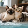 Cat Calming Diffuser Refill 6 Pack Cat Calming Pheromone Diffuser