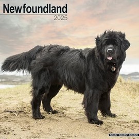 Newfoundland Calendar 2025 | Square Dog Breed Wall Calendar - 16 Month