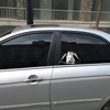 Car Sticker 25 cm White German Shepherd Car Sticker White