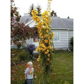 CZ GRAIN Giant Maximillian Sunflower Seeds - Perennial Sunflower - 200+ Seeds - USA Ship