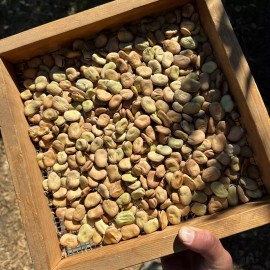 Plant Good Seed BULK Broad Windsor Fava Bean Seed Packet English Heirloom Certified Organic Faba - BULK: 300 seeds (1 pound), OG