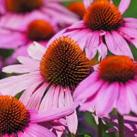 Clovers Garden Deep Rose Coneflower (Echinacea) Plants – Two (2) Live Plants – Non-GMO - Not Seeds - Each 4" to 8" Tall – in 4" Inch Pots – Hardy Flowering Perennial, Pollinator Favorite