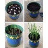 5X Fresh Purple Wight Garlic Bulbs for Planting Autumn and
