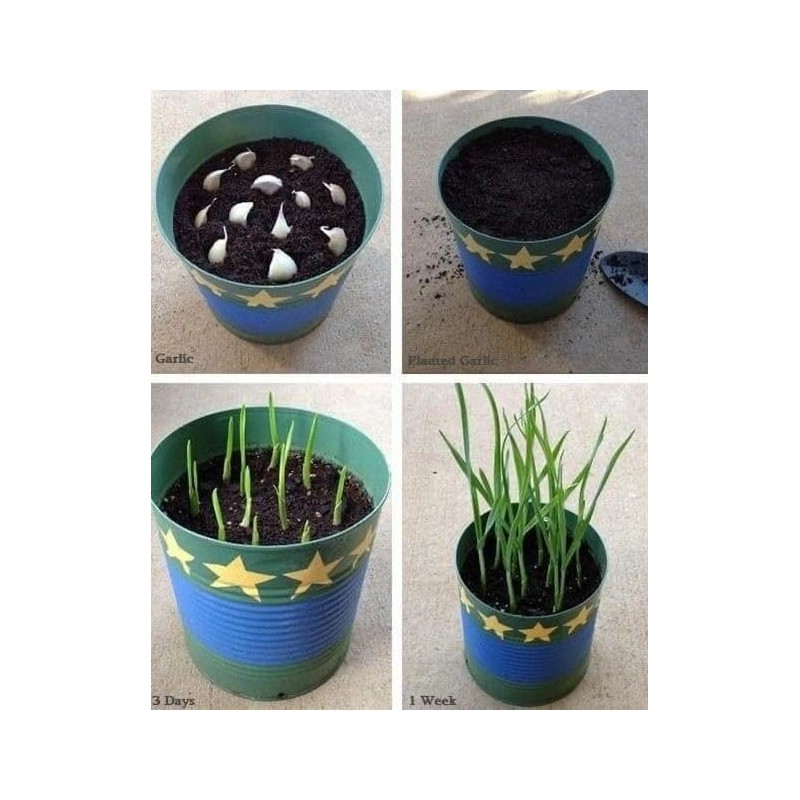 5X Fresh Purple Wight Garlic Bulbs for Planting Autumn and