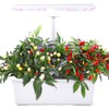 Nuoya 12 Pods Hydroponic System Grow Kit, Indoor Garden Hydroponic