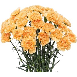 FlowerPrime Gold Carnations - Fresh Natural Cut Flowers (50)