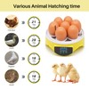 Yuecheng BREUAILY Mini 7 Egg Incubator Poultry Incubator,Fully Automatic chick