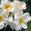 Heirloom Roses Rose Plant - Sally Holmes White Rose Bush,