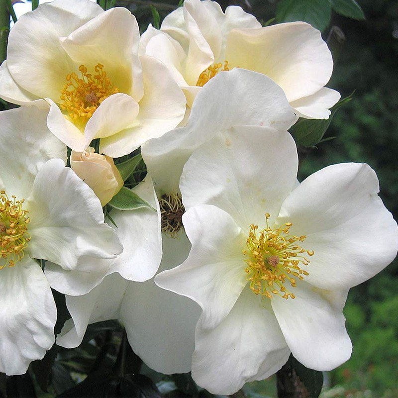 Heirloom Roses Rose Plant - Sally Holmes White Rose Bush,