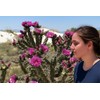 Cane Cholla Cactus (Cylindropuntia spinosior) - Live Plant Cutting -