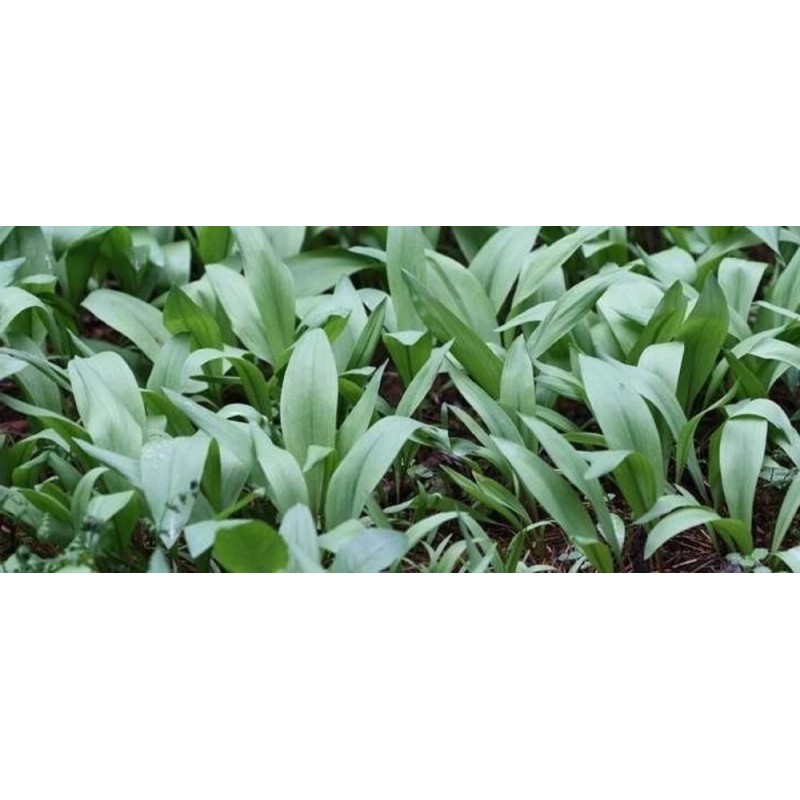 Roots Allium Wild Tricoccum Bulbs Only Ramps Wild Leeks Organically