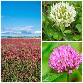 Clover Trio Seed Blend – Premium 25 LB Bulk ~4,480,000 Seeds – Red, White & Crimson Clover – Cover Crop & Soil Enrichment Mix