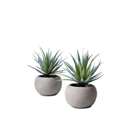 Serene Spaces Living Sword Grass in Grey Cement Pot, Set of 2, Perfect for Weddings and Home Décor, Real Looking Succulent for Decoration, Measures 6in Diameter x 8in High