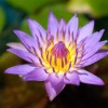 3 Pack Live Hardy Water Lilies Pre-Grown Tuber Rhizome Purple,