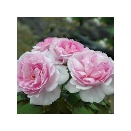 Rose Scented Gift Hand Cream Yumeka