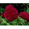HUGE Brain Celosia! CRAZY MIXED COLORS 100 Seeds!