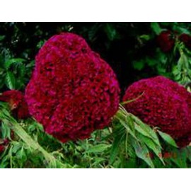 HUGE Brain Celosia! CRAZY MIXED COLORS 100 Seeds!