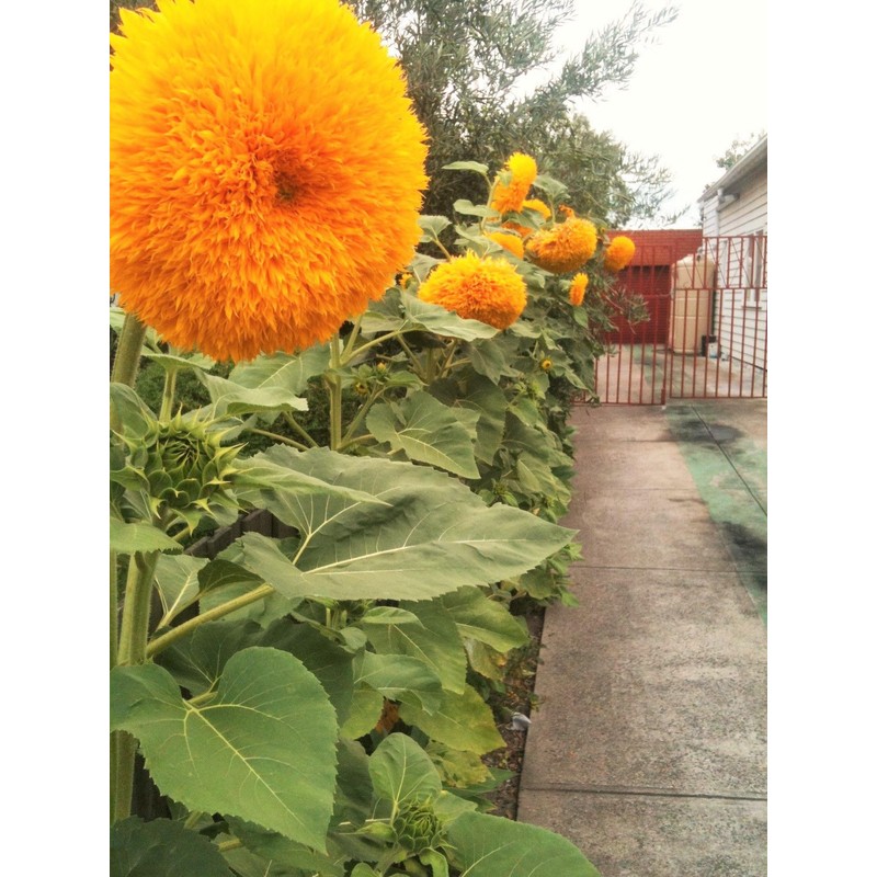 TomorrowSeeds - Tall Teddy Bear Sunflower Seeds - 100+ Count